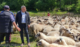  România asigură peste 20% din consumul din Uniunea Europeană la carnea de oaie