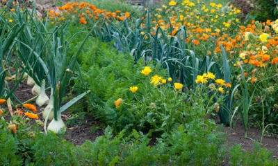 Florile care protejează legumele din grădină împotriva dăunătorilor. Toți românii care stau la curte trebuie să știe asta